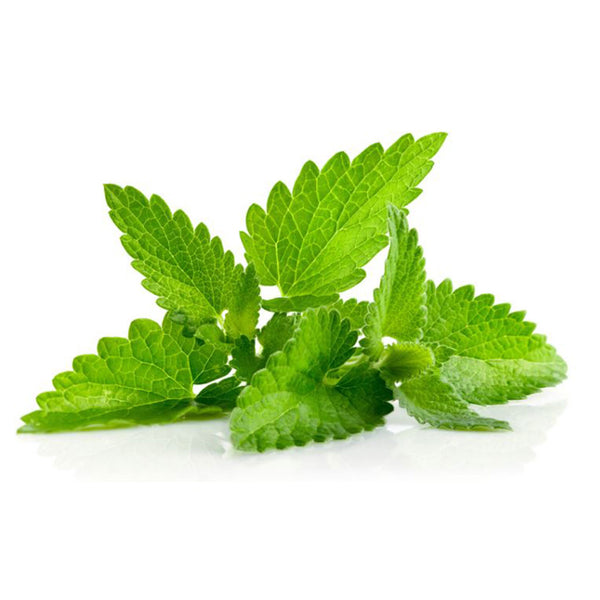 Zitronenmelissenextrakt (Melissa officinalis) — 75 mg