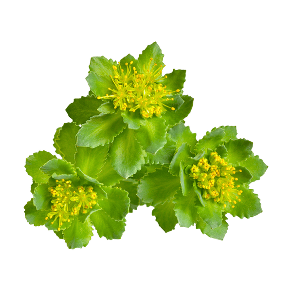 Rhodiola-Extrakt (Rhodiola rosea, 3 % Rosavine / 1 % Salidrosid) — 200 mg