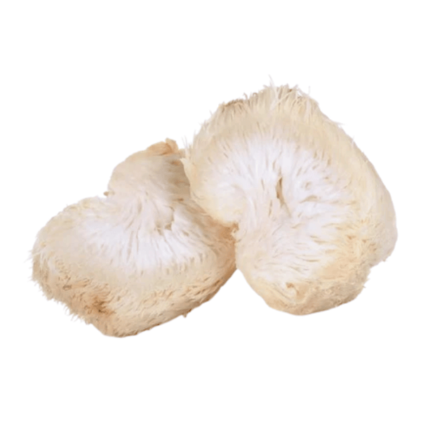 Extrakt aus dem Fruchtkörper des Löwenmähnenpilzes – 300 mg