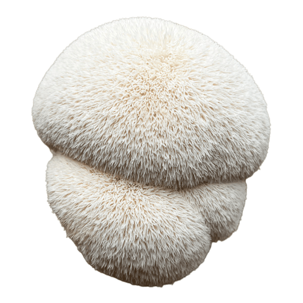 Extrakt aus dem Fruchtkörper des Löwenmähnenpilzes (Hericium erinaceus, 10:1) — 200 mg