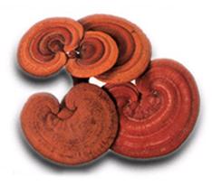 Reishi-Fruchtkörperextrakt (Ganoderma lucidum, 10:1) — 75 mg